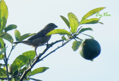 Sporophila