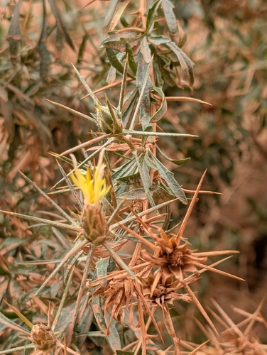 Femeniasia fruticosa