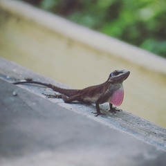 Anolis carolinensis