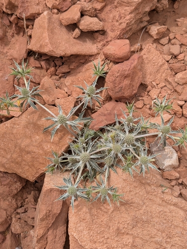 Eryngium ilicifolium