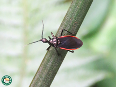 Pothea haematogaster