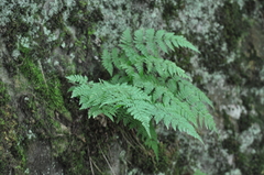 Woodsiaceae