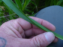 Hemerocallidoideae