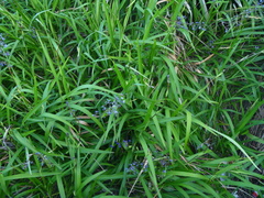 Hemerocallidoideae