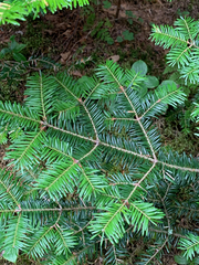 Abies balsamea image
