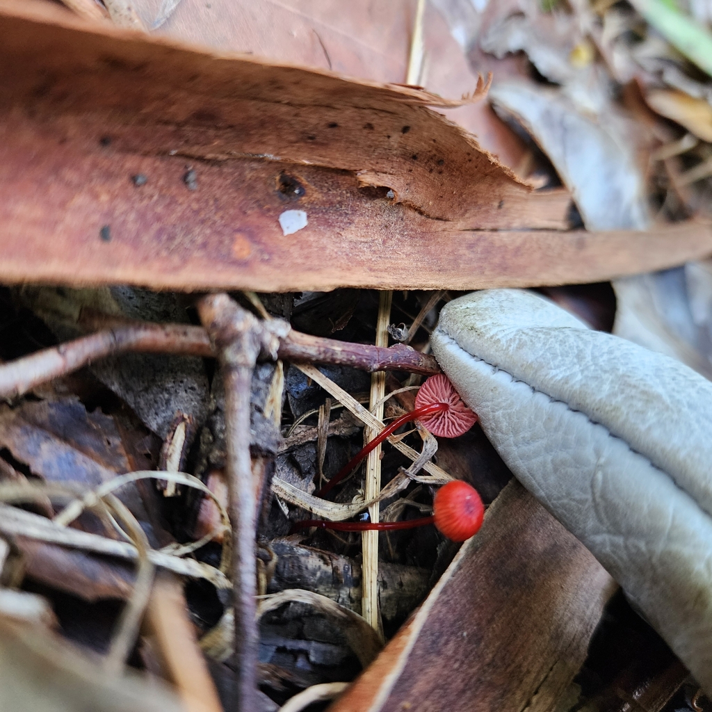 Cruentomycena viscidocruenta · April 2025 · photo: © swampyswampy (iNaturalist, cc0)
