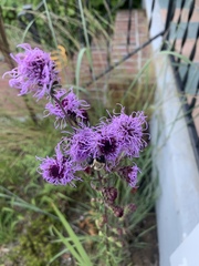 Liatris novae-angliae