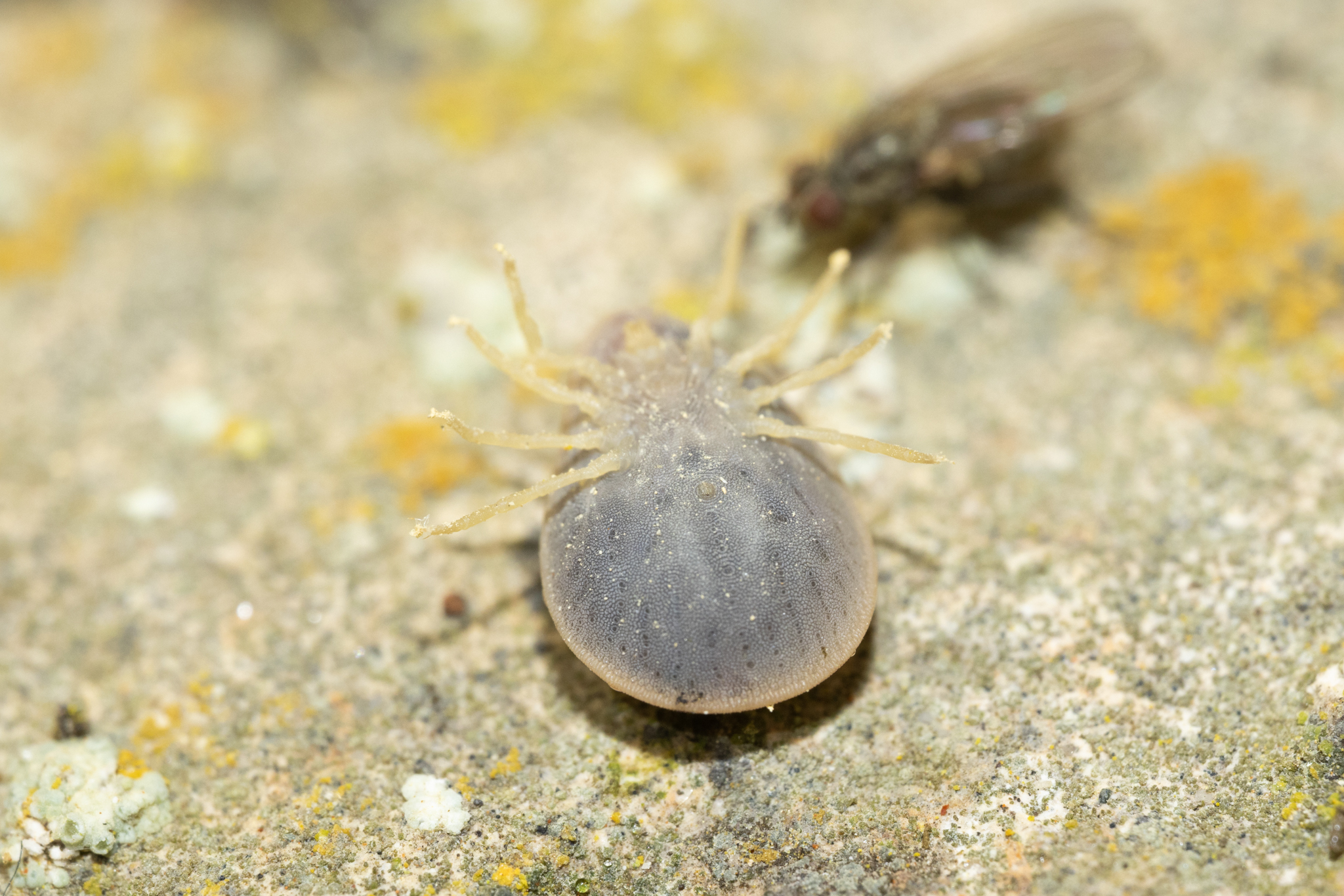Argas reflexus Fabricius, 1794