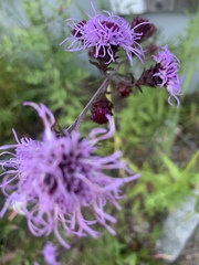 Liatris novae-angliae
