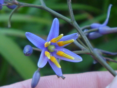 Hemerocallidoideae