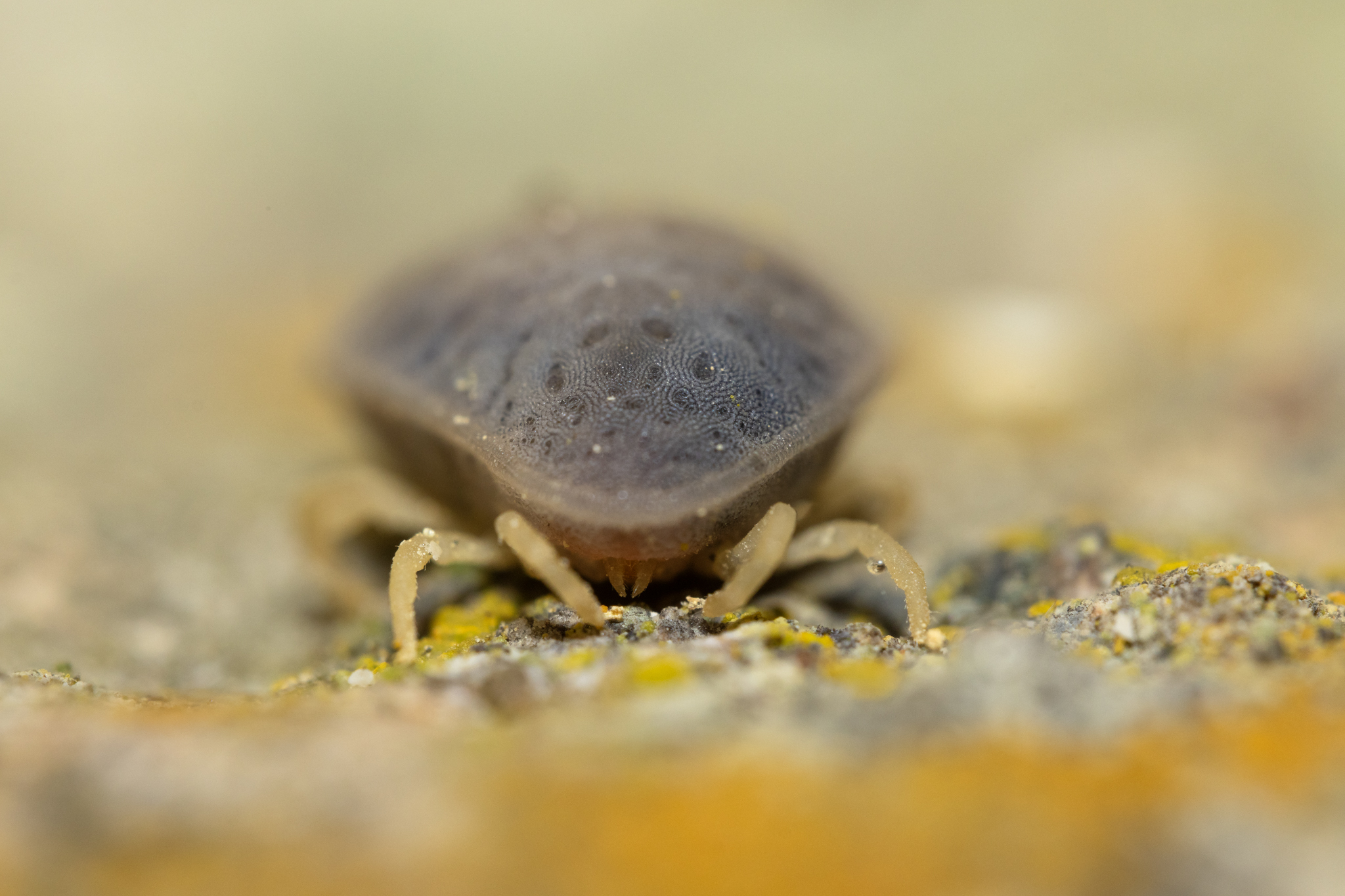 Argas reflexus Fabricius, 1794