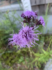 Liatris novae-angliae