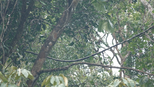 Foto de Gameleira-branca