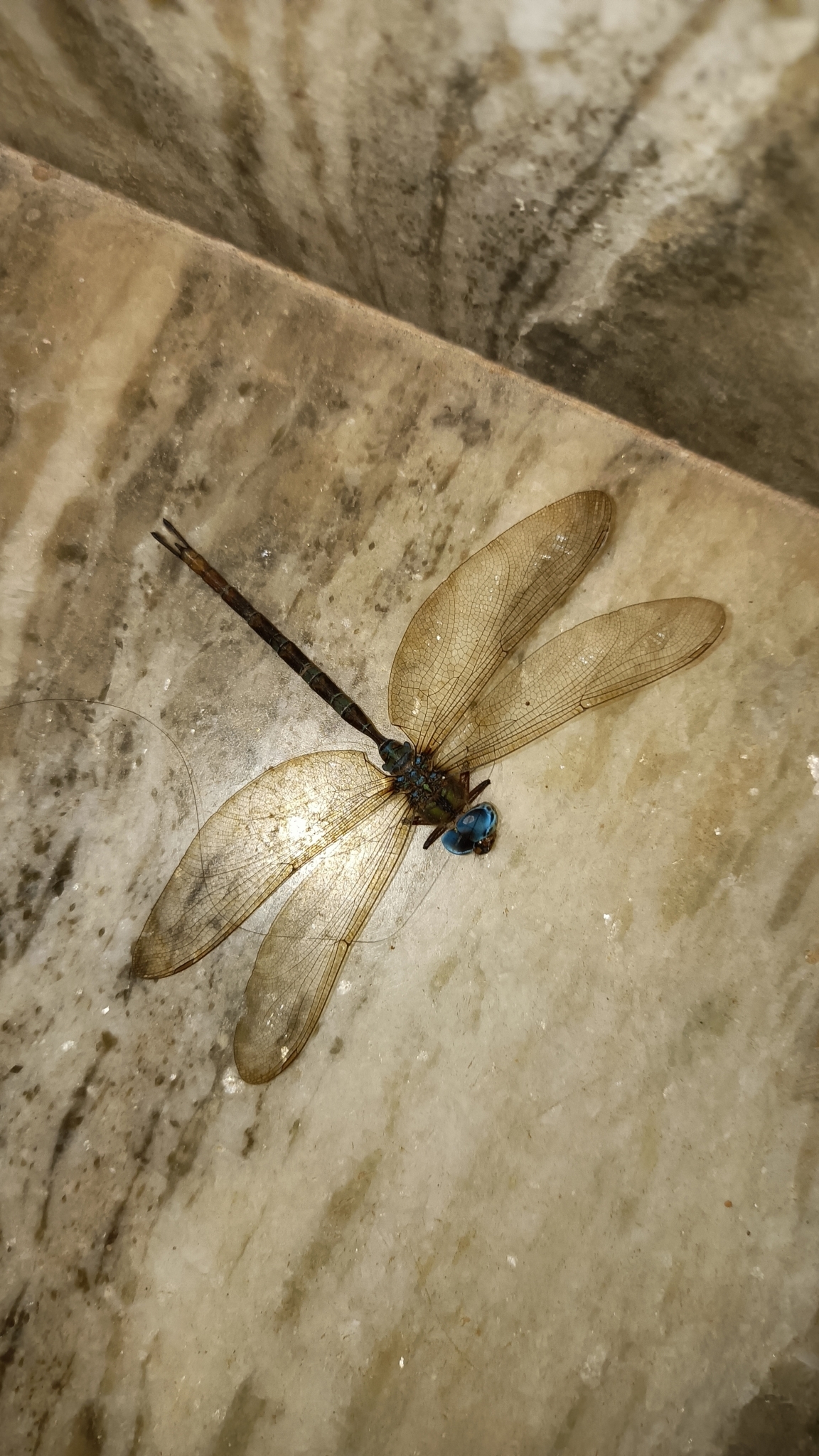 Brown Duskhawker