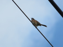 Emberiza cioides