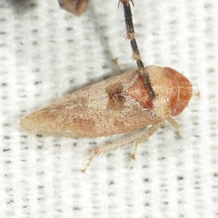 Dragonana dracontea