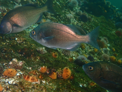 Hottentot seabream (Pachymetopon blochii) — Sparidae — 4