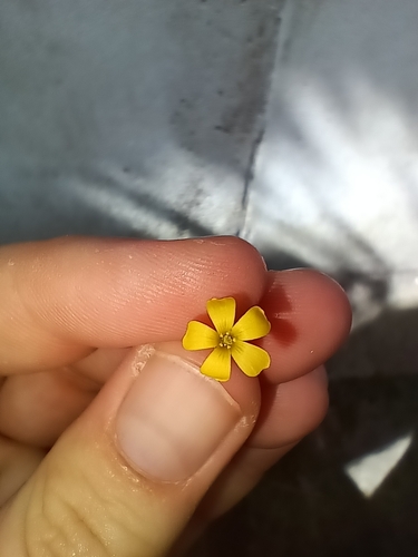 Image of Oxalis exilis by (c) Genevieve Early, some rights reserved (CC BY)