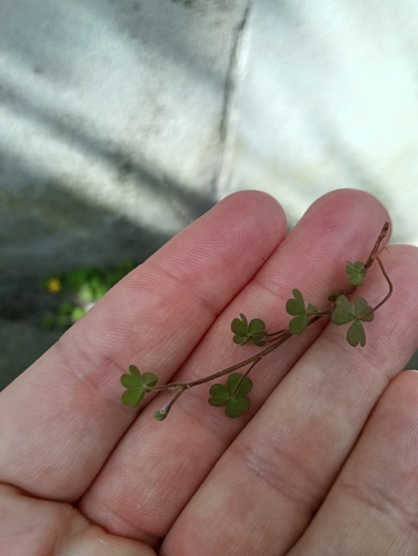 Image of Oxalis exilis by (c) Genevieve Early, some rights reserved (CC BY)
