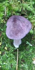 Entoloma violaceum
