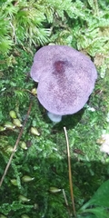 Entoloma violaceum