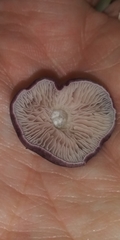 Entoloma violaceum