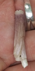 Entoloma violaceum