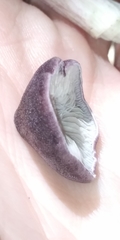 Entoloma violaceum