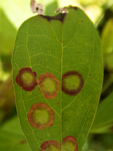 Dogwood Eyespot Gall Midge