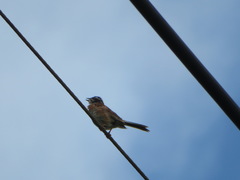 Emberiza cioides