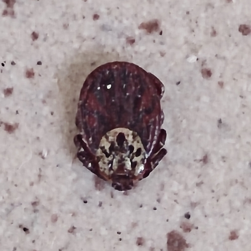 Ornate Cow Tick photo 4