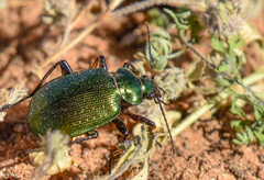Calosoma schayeri