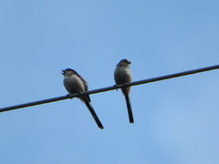 Aegithalos caudatus