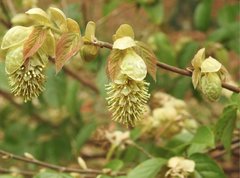 Corylopsis multiflora