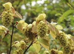 Corylopsis multiflora