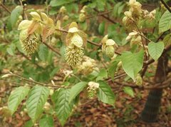 Corylopsis multiflora