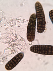 Berkleasmium concinnum