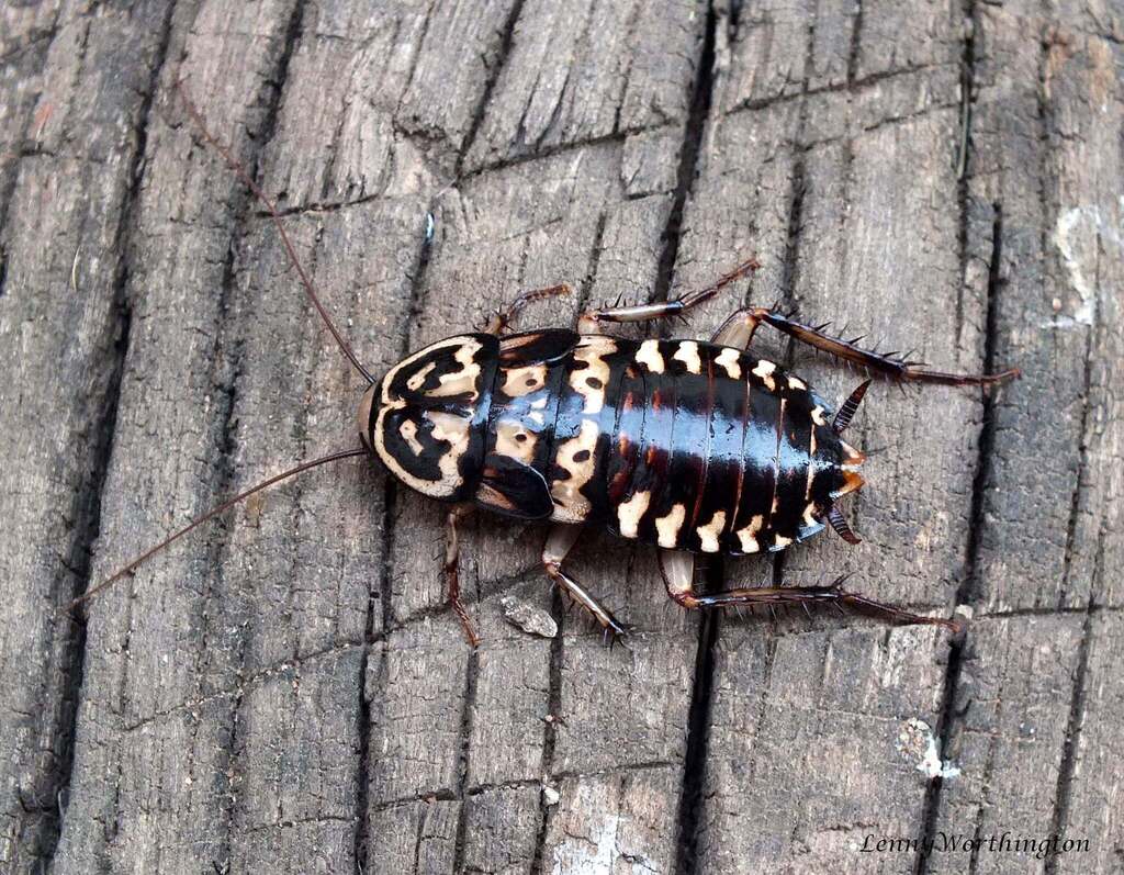 harlequin cockroach