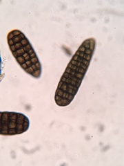 Berkleasmium concinnum