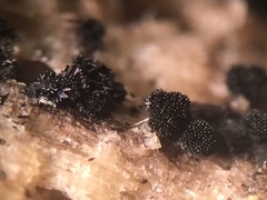 Berkleasmium concinnum