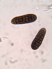 Berkleasmium concinnum