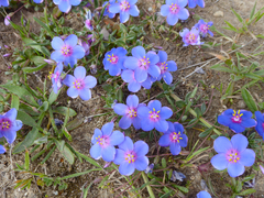 Anagallis