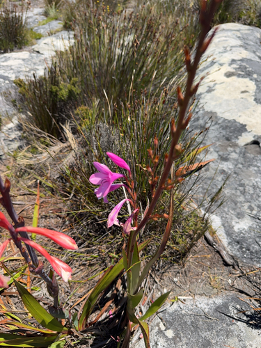 Foto de Watsonia