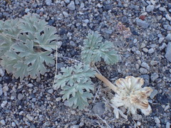 Cymopterus globosus