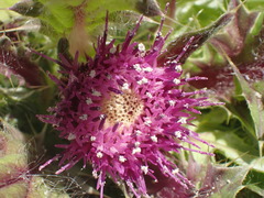 Cirsium scariosum congdonii