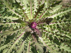 Cirsium scariosum congdonii