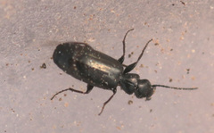 Microlestes