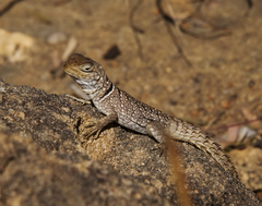 Oplurus cyclurus