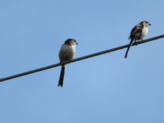 Aegithalos caudatus