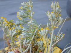 Tetradymia tetrameres